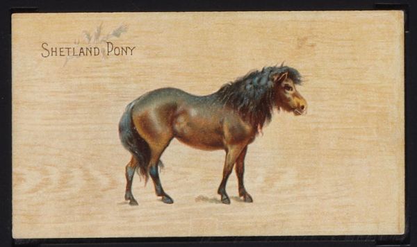 N101 Shetland Pony.jpg